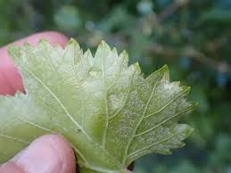 Image result for Colomerus vitis
