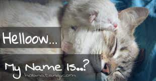 Maybe you would like to learn more about one of these? 500 Nama Untuk Kucing Laki Laki Dan Perempuan Yang Bagus Hobinatang
