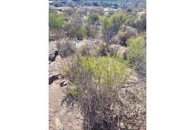 Image result for Eriocephalus ambiguus