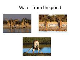 Adaptations, Natural selection Giraffe. Herds Acacia nilotica.