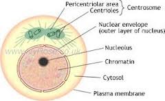 See more ideas about microscopy, cellular, cell. Campbell Biology Ninth Edition Chapter 12 The Cell Cycle Flashcards Coursenotes