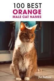 But the name scientists here at cuteness hq have. Good Cat Names For Orange Cats Male Hno At