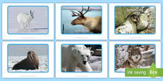 Arctic Animal Display Photo Cut Outs