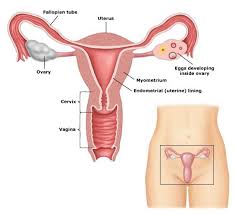 Cyst ovari semasa hamil adalah satu keadaan yang jarang berlaku, namun ia boleh menyebabkan cyst ovari ketika hamil sering gerunkan ibu, ini 8 punca yang sering terlepas pandang. Cara Cepat Kecutkan Cyst Sista Tanpa Pembedahan Qiya Beauty