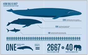 Thus, it might not be so odd that it also has the world's largest penis. 10 Incredible Facts About Blue Whales Passport Ocean
