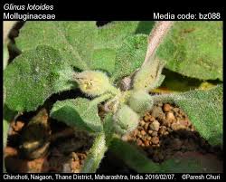 Image result for Glinus lotoides