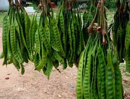 Tanaman Petai Pete Tanaman Obat Tanaman Berkebun Di Kota