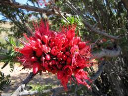 Image result for Schotia afra