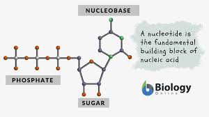 Deoxyribose in case of dna and ribose in case of rna · phosphate group · nitrogen base: Nucleotide Definition And Examples Biology Online Dictionary