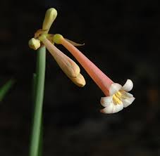 Image result for Cyrtanthus mackenii