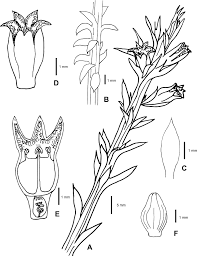 Image result for Thesium goetzeanum