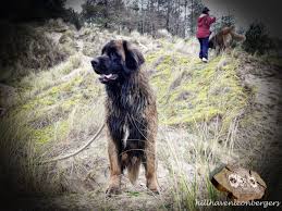 Find bullmastiff dogs and puppies from michigan breeders. Bullmastiff Puppy Rescue Michigan
