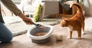 Cómo elegir arena para gatos: consejos y características ...