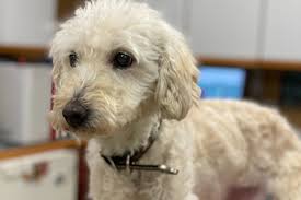 Explore this photo album by eric shannon on flickr! Fundraiser For Lindsay Speer By Lindsay Speer Diabetic Rescue Golden Doodle Cataract Surgery