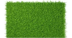 Image result for Paspalum