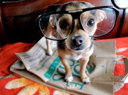 dog dog cute nerd hipster dog smart dog cute animals