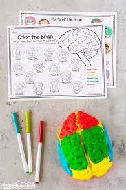 *number the cranial nerves appropriately. Parts Of The Brain Activity For Kids Brain Diagram And Worksheets For Kids