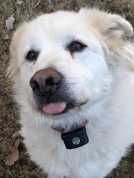 Lost 8-month-old Great Pyrenees in Dickson County