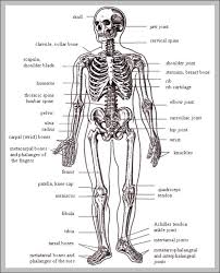 Skeleton Diagram Label Technical Diagrams