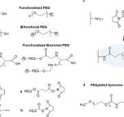 Introduction of Polyethylene Glycol (PEG) - BOC Sciences