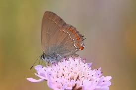 Image result for Satyrium sceptrum