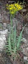 Image result for Crepis newii