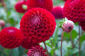 Maybe you would like to learn more about one of these? 7 Plantas Con Flores Redondas En Forma De Bola O Pompon