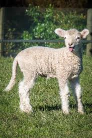 Springtime In New Zealand Lambs In Shakespear Park New Zealand New Zealand Travel Guide New Zealand Travel