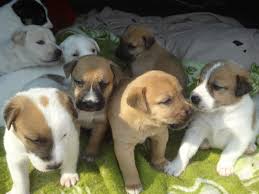 R 6,000 two greyhounds are on sale. Branches Durban Aacl