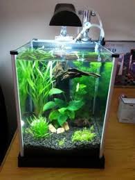 21 Best Aquascaping Design Ideas To Decor Your Aquarium Tips Inside Homelovers Betta Fish Tank Fish Tank Betta Aquarium
