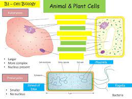 Maybe you would like to learn more about one of these? Animal Plant Cells Eukaryotes Cell Membrane Ribosomes Cell Wall Ppt Download