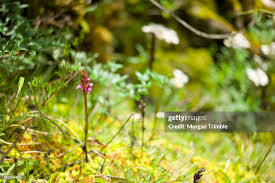 Image result for Disa robusta