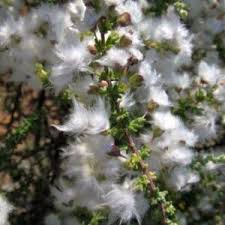 Image result for Eriocephalus ambiguus