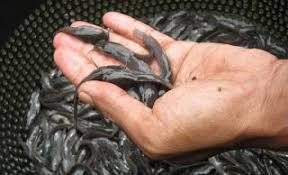 Cara Pembesaran Budidaya Lele Di Kolam Tanah Menguntungkan Ikan