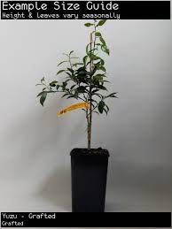Fruit trees melbourne region clear all. Melbourne Fruit Trees Popular