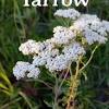 While you may want to explore further resources on flower essences to pick the right. 1
