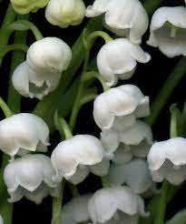 55235 4 Convallaria Majalis Lily Of The Valley Flowers Lily Of The Valley Beautiful Flowers