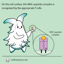 Image result for Major Histocompatibility Complex