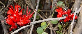 Image result for Schotia capitata