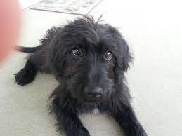 My Adopted Black Labradoodle Sophie Black Labradoodle Labradoodle Puppies