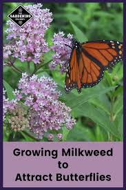 Grow Milkweed To Attract Butterflies Milkweed Plant Pollinator Garden Design Monarch Butterfly Garden