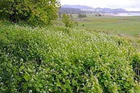 Image result for Lobelia petiolata