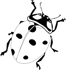 Black And White Insect White Ladybug Pics Photos Ladybug Black White Line Ladybug Coloring Page Ladybird Drawing Ladybug Art