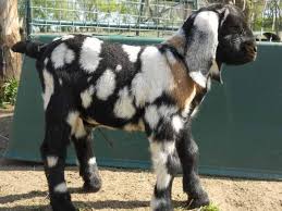 Boer Goats For Sale In Missouri From Dreamer S Farm Boer Goats Goats Nigerian Goats
