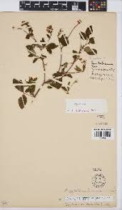 Image result for Argyrolobium tomentosum