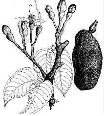 Image result for Hymenaea courbaril