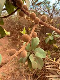 Image result for Pouteria