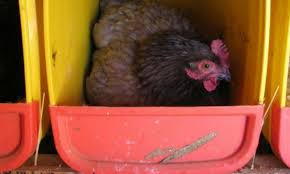 Chickens are quite secretive when it comes to laying eggs, and nest boxes need to make them feel protected. How To Build Chicken Nesting Boxes From Recycled Materials