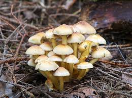 Honey mushrooms (armillaria species) grow in big clusters on and around wood. Sulphur Tuft Definition And Synonyms Of Sulphur Tuft In The English Dictionary