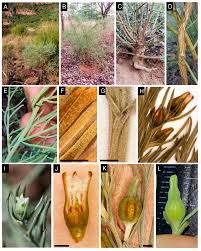 Image result for Thesium multiramulosum